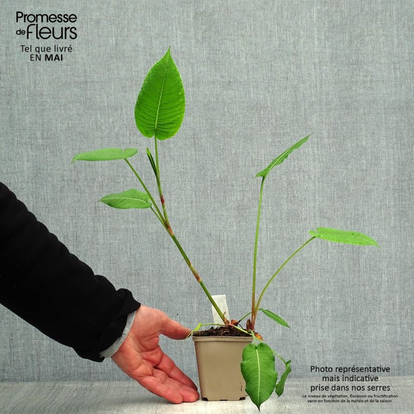 Example of Renouée - Persicaria amplexicaulis Jo and Guido's Form Godet de 8/9 cm as you get in printemps