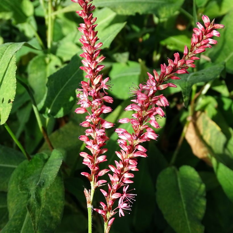 Renouée - Persicaria amplexicaulis Orange Field (Flowering)