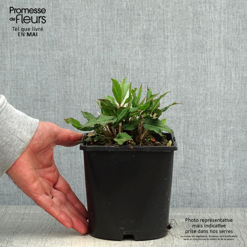 Spécimen de Renouée - Persicaria amplexicaulis Pink Elephant Pot de 1,5L/2L tel que livré au printemps
