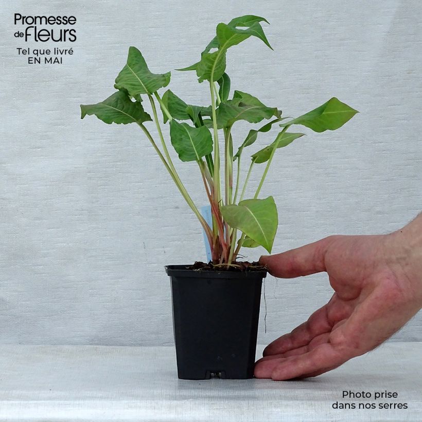 Example of Renouée - Persicaria amplexicaulis Rosea Godet de 8/9 cm as you get in printemps