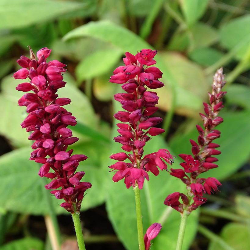 Renouée - Persicaria amplexicaulis Taurus (Flowering)
