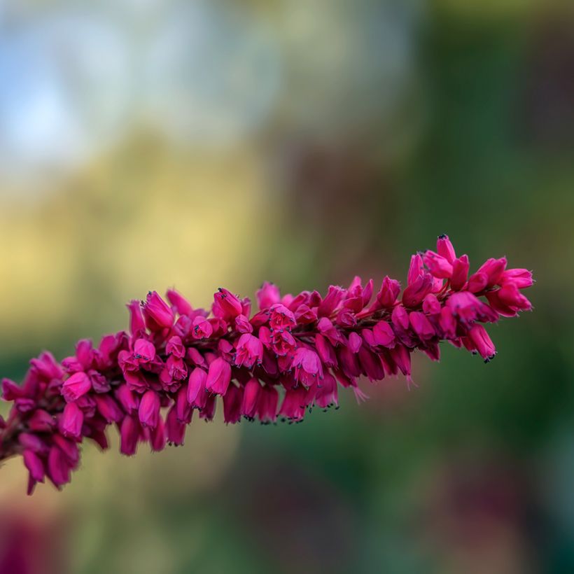 Renouée - Persicaria amplexicaulis var. pendula (Floraison)