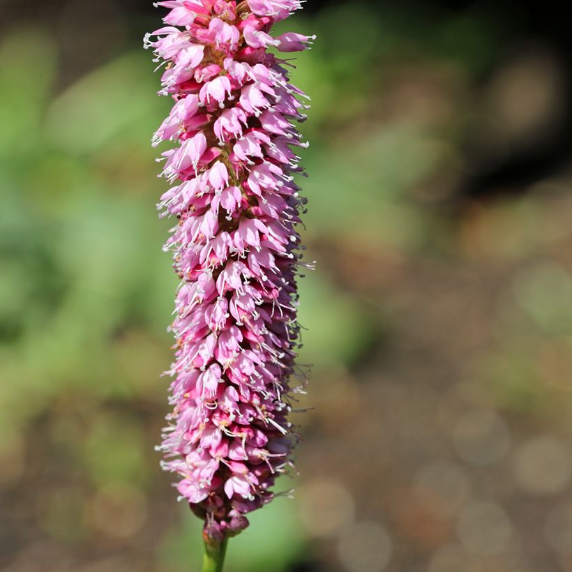 Renouée - Persicaria bistorta Hohe Tatra (Floraison)