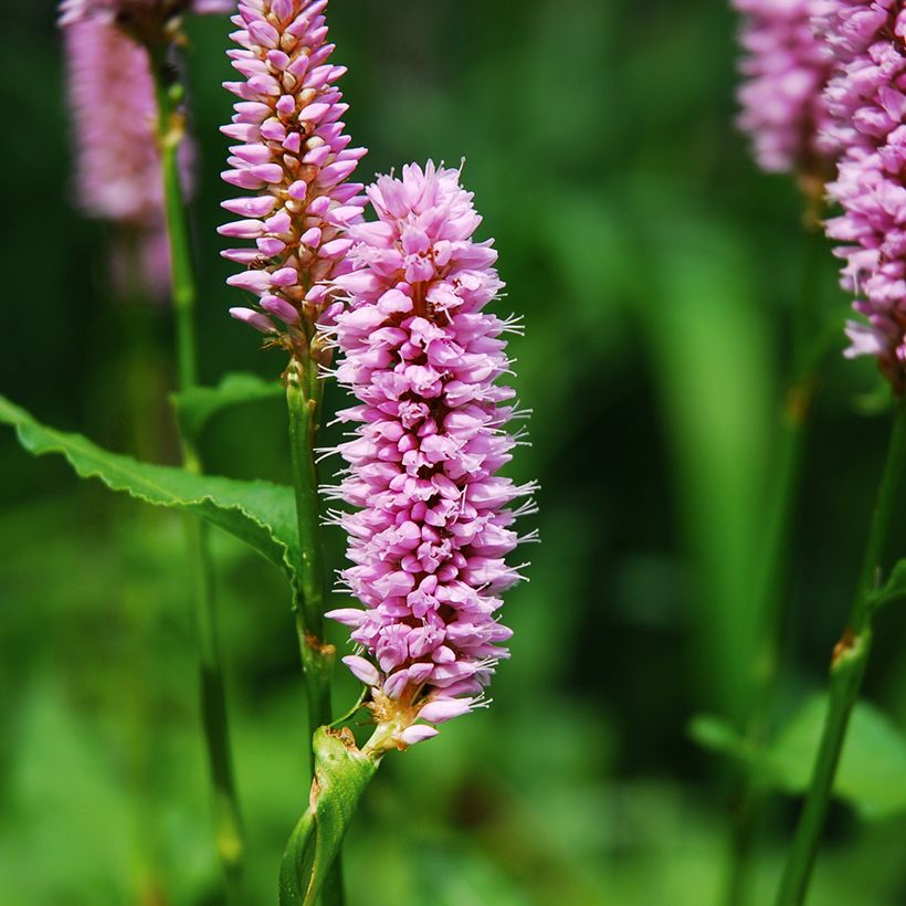 Renouée - Persicaria bistorta Superba (Flowering)