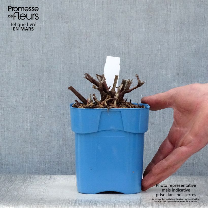 Spécimen de Renouée - Persicaria micro. Red Dragon Pot de 1,5L/2L tel que livré au printemps