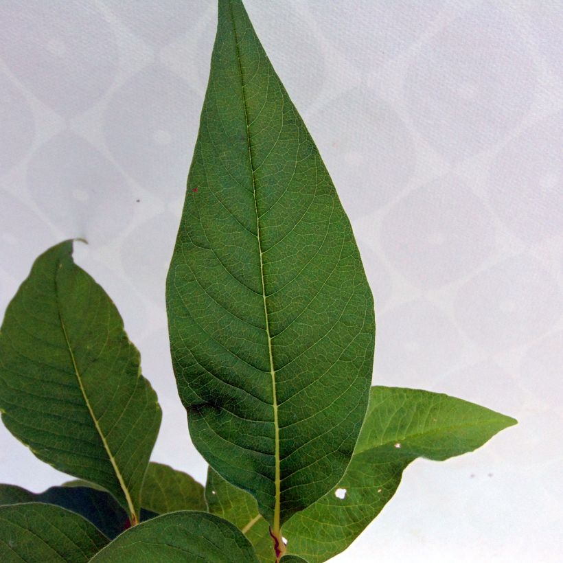 Renouée - Persicaria polymorpha (Foliage)