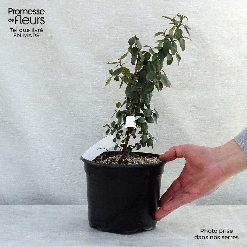 Spécimen de Rhamnus alaternus - Alaterne Pot de 2L/3L tel que livré au printemps