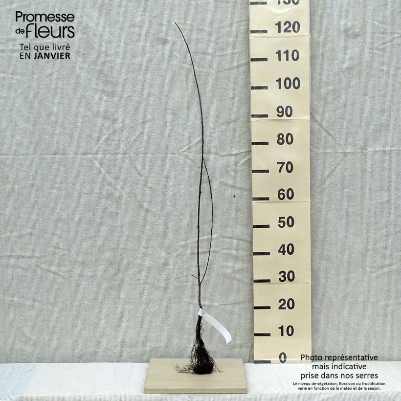 Spécimen de Rhamnus catharticus - Nerprun purgatif, cathartique, officinal  Racines nues tel que livré en hiver