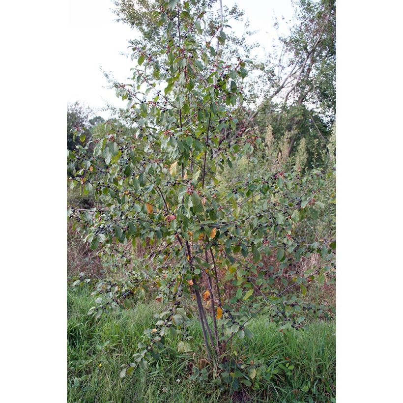 Rhamnus frangula - Bourdaine (Plant habit)