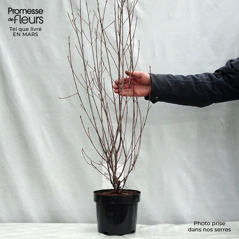 Example of Rhamnus frangula Asplenifolia - Frangula alnus Pot de 2L/3L as you get in printemps