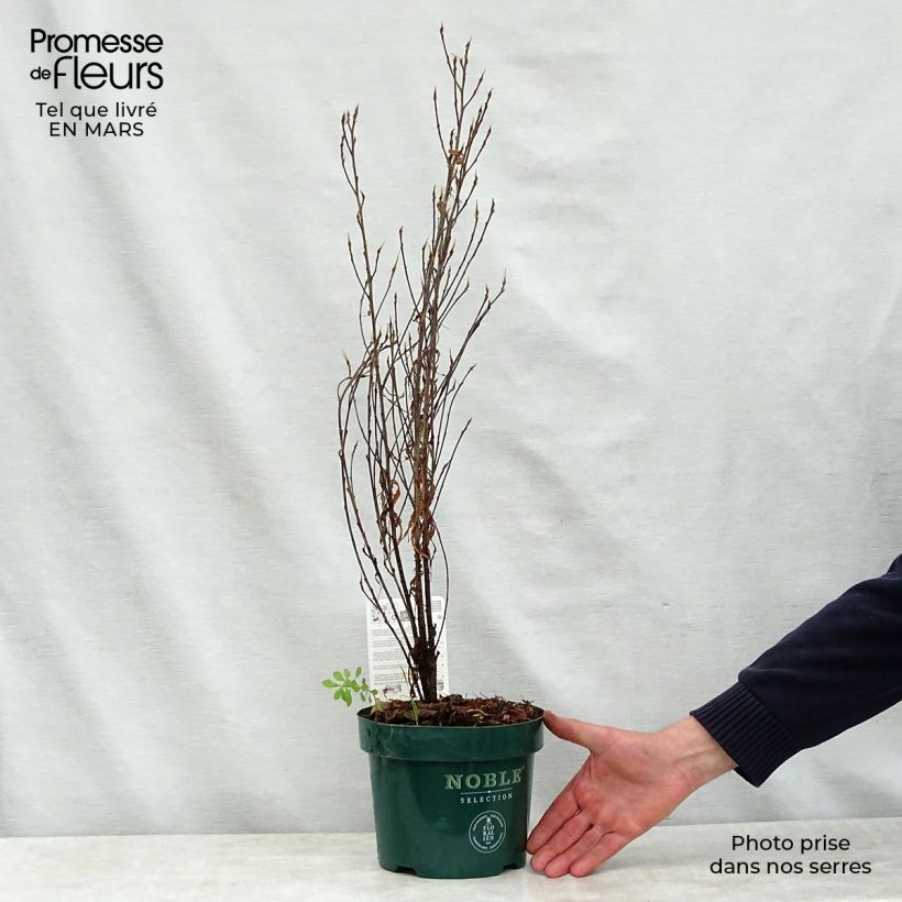 Example of Rhamnus frangula Fine Line - Bourdaine, Frangula alnus Pot de 3L/4L as you get in printemps