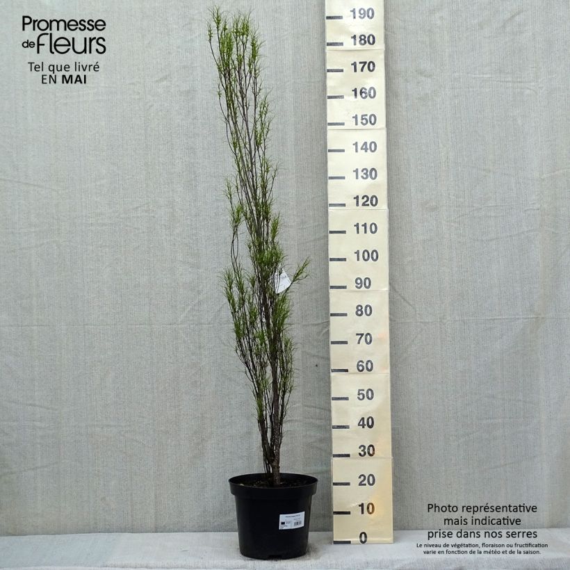 Example of Rhamnus frangula Fine Line - Bourdaine, Frangula alnus Pot de 12L/15L as you get in printemps