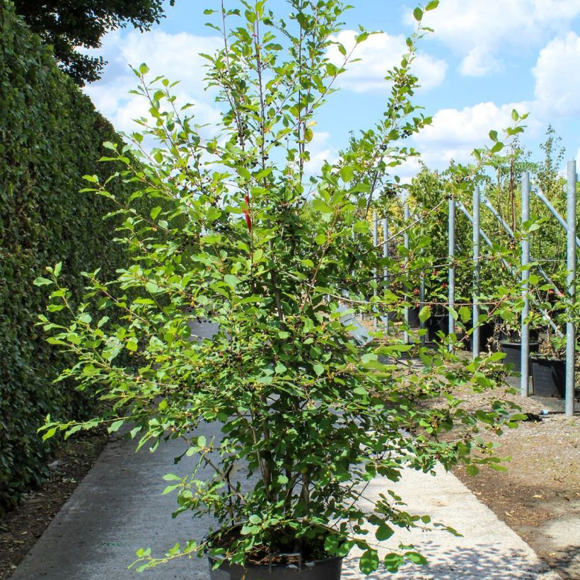 Example of Rhamnus frangula - Bourdaine Pot de 70L/75L, Cépée as you get in printemps