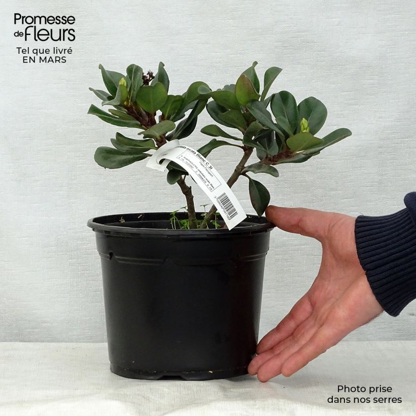 Spécimen de Rhaphiolepis umbellata Ovata Pot de 2L/3L tel que livré au printemps