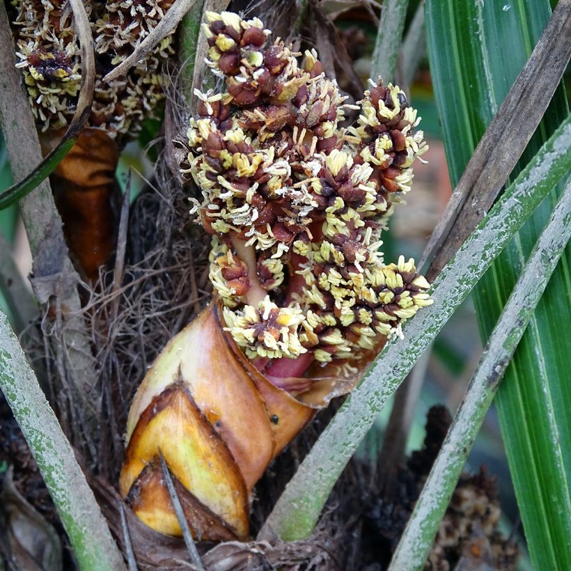 Rhapidophyllum hystrix - Palmier aiguille (Flowering)