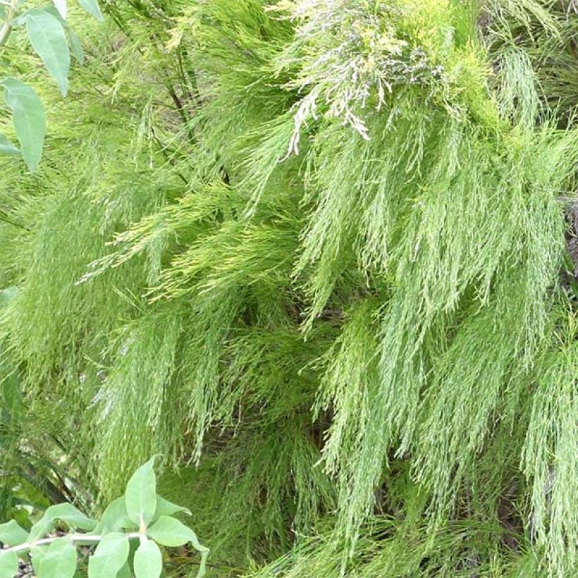 Rhodocoma capensis - Restio (Foliage)