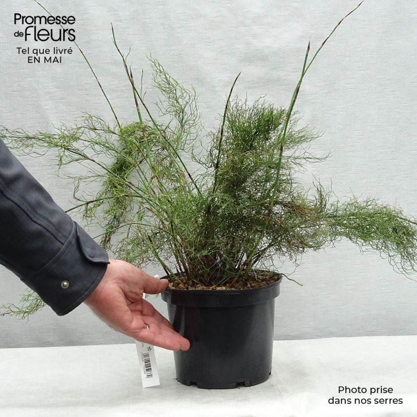 Example of Rhodocoma capensis - Restio Pot de 2L/3L as you get in printemps