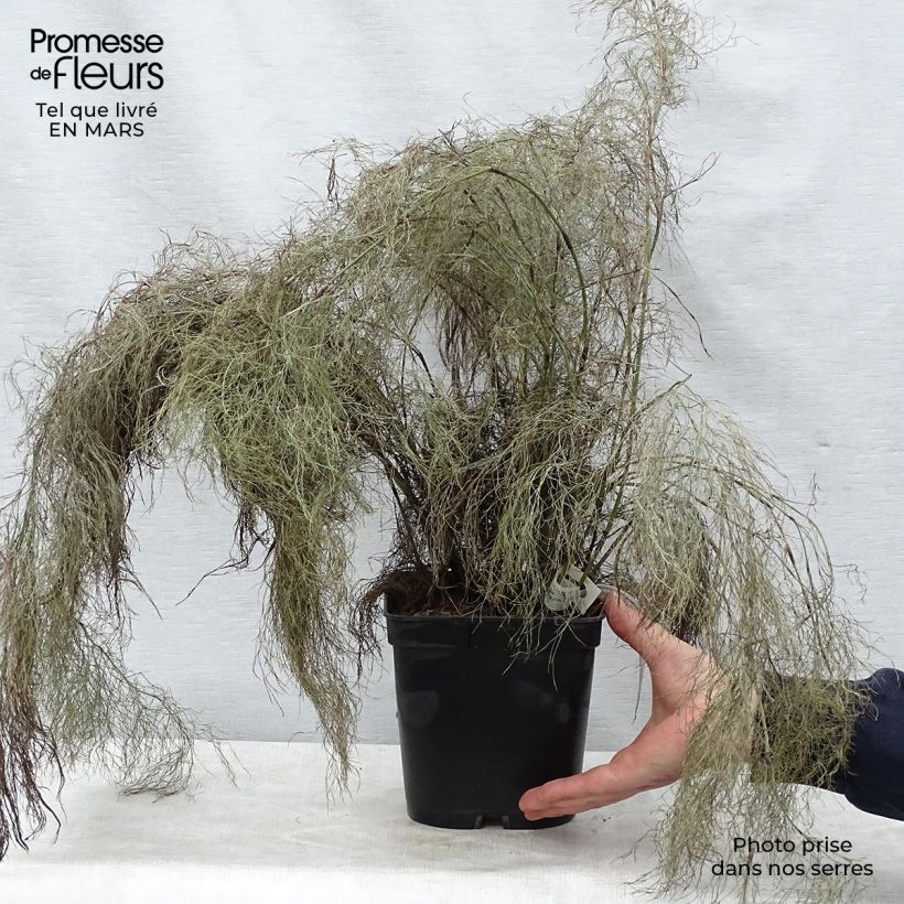 Example of Rhodocoma gigantea - Restio géant Pot de 2L/3L as you get in printemps