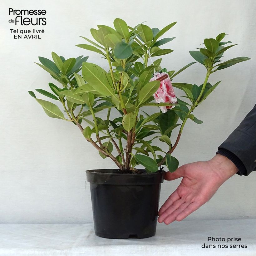 Example of Rhododendron Albert Schweitzer - Grand Rhododendron Pot de 4L/5L as you get in printemps