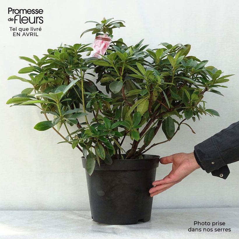 Example of Rhododendron Albert Schweitzer - Grand Rhododendron Pot de 7,5L/10L as you get in printemps