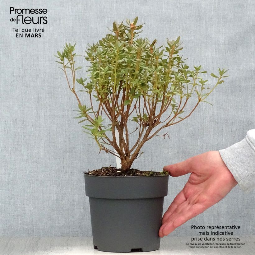 Spécimen de Rhododendron Blue Silver - Rhododendron nain Pot de 3L/4L tel que livré au printemps