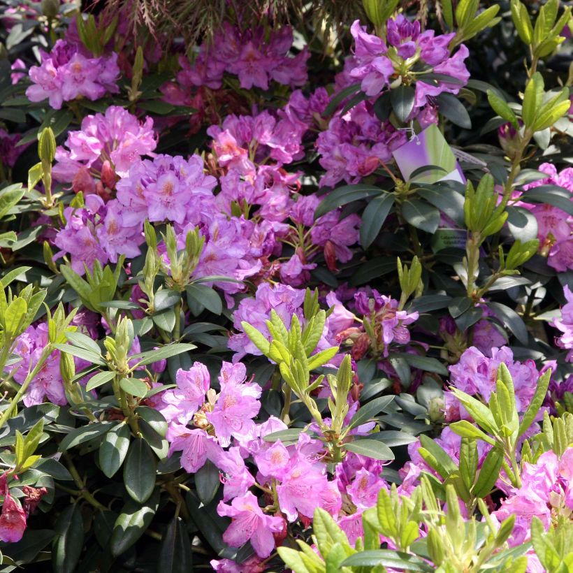 Rhododendron catawbiense Grandiflorum - Grand rhododendron (Flowering)