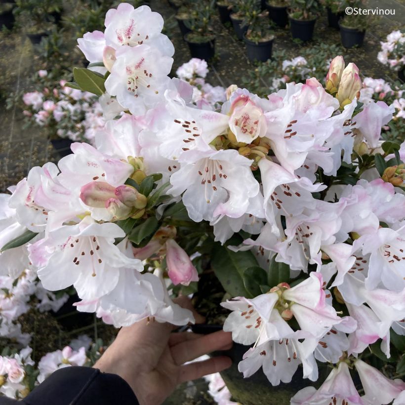 Rhododendron Cilpinense  (Floraison)