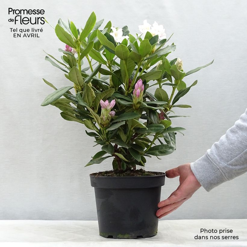Spécimen de Rhododendron Cunningham's White Pot de 4L/5L tel que livré au printemps