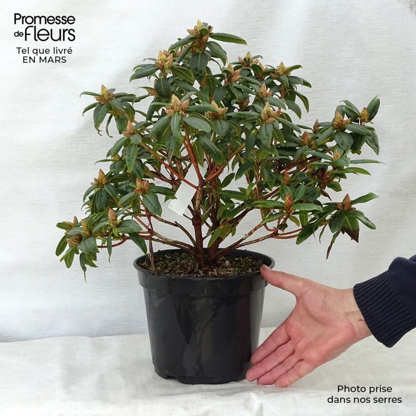 Example of Rhododendron Dora Amateis - Rhododendron nain Pot de 3L/4L as you get in printemps