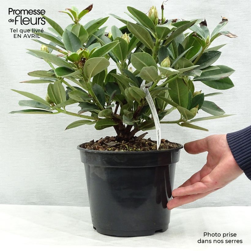 Spécimen de Rhododendron Dream Land - Rhododendron nain Pot de 3L/4L tel que livré au printemps