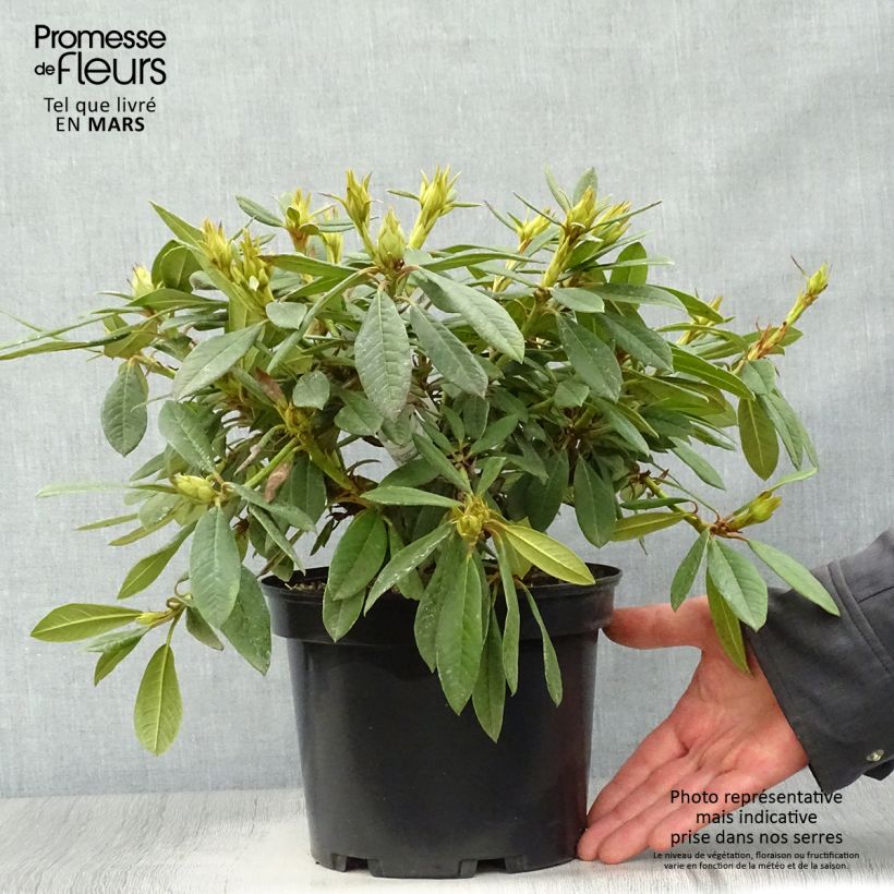 Spécimen de Rhododendron Elisabeth - Rhododendron nain Pot de 4L/5L tel que livré au printemps