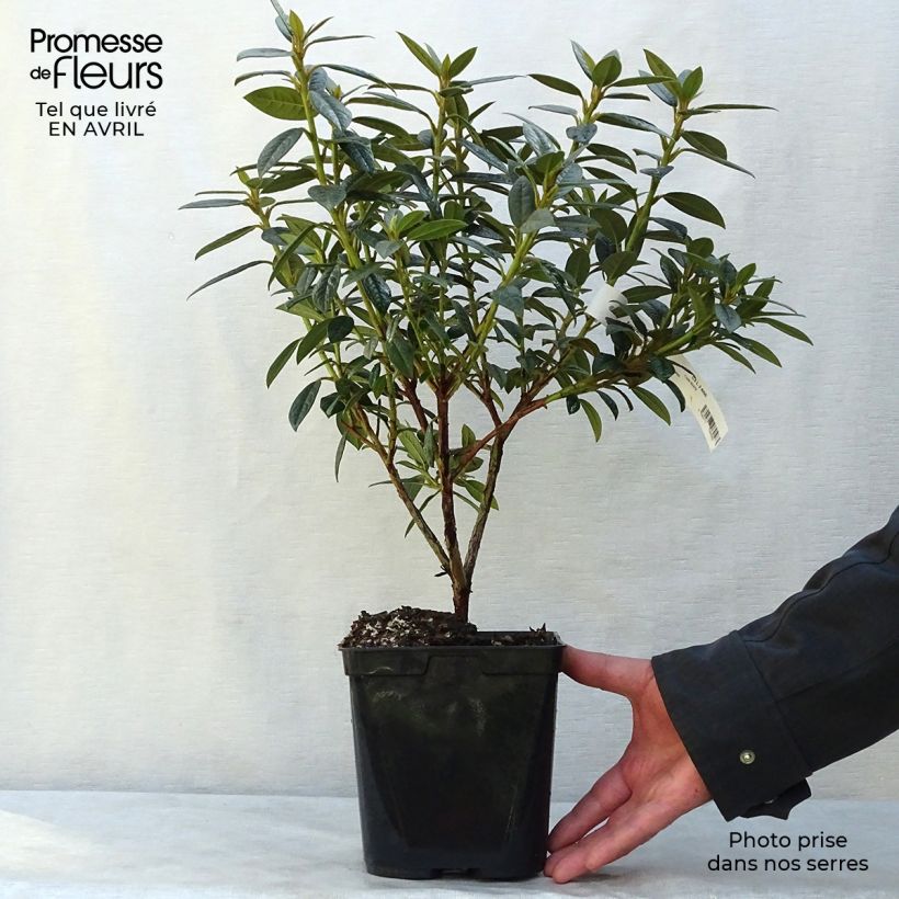 Spécimen de Rhododendron Fragrantissimum - Rhododendron nain parfumé Pot de 3L/4L tel que livré au printemps