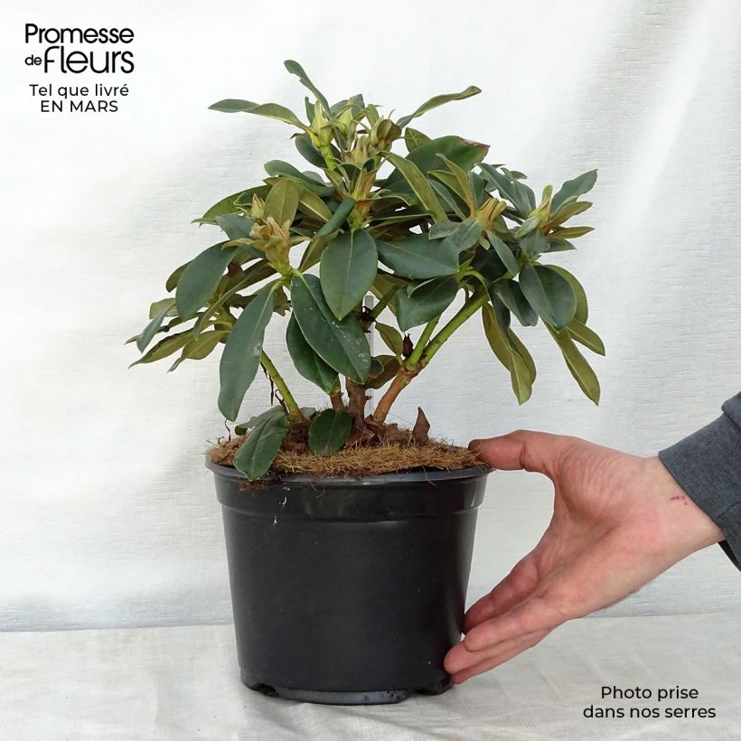 Spécimen de Rhododendron Golden Torch - Rhododendron nain Pot de 3L/4L tel que livré au printemps