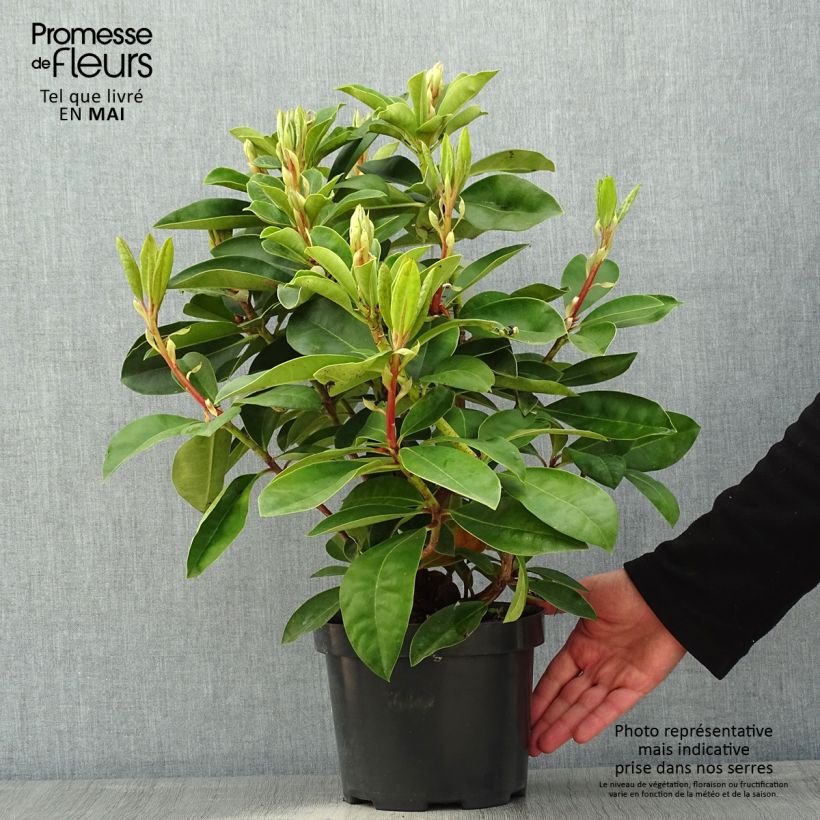 Spécimen de Rhododendron Gomer Waterer Pot de 3L/4L tel que livré au printemps