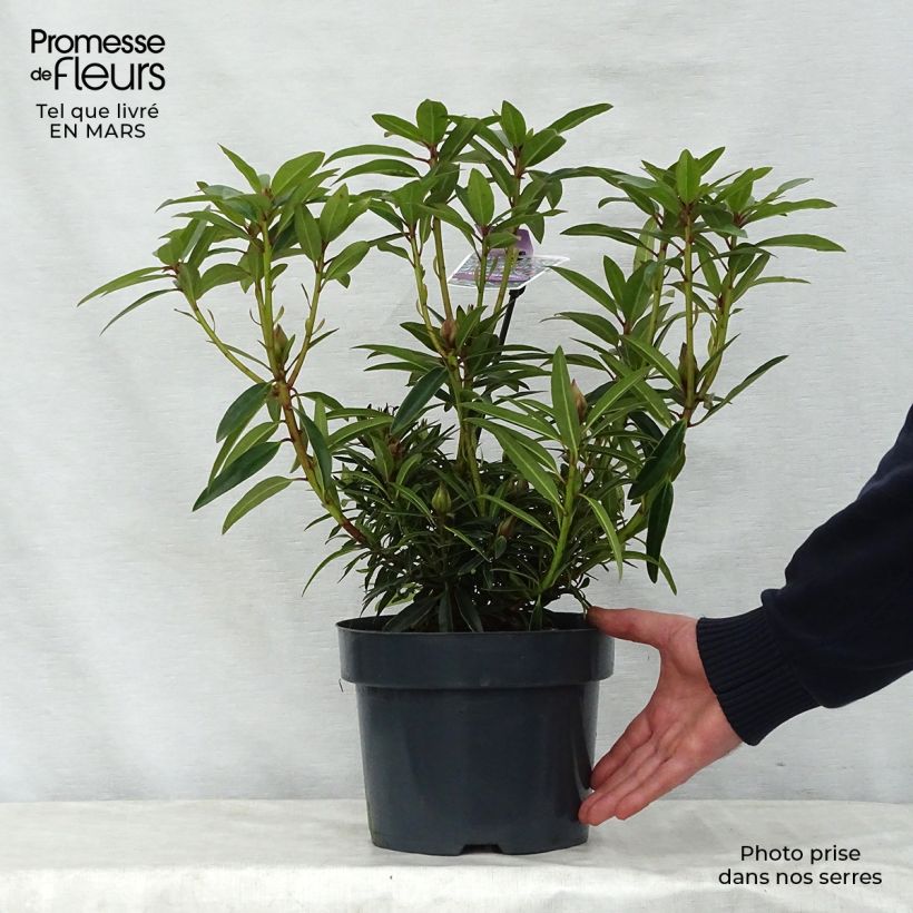 Spécimen de Rhododendron Graziella - Grand Rhododendron Pot de 3L/4L tel que livré au printemps