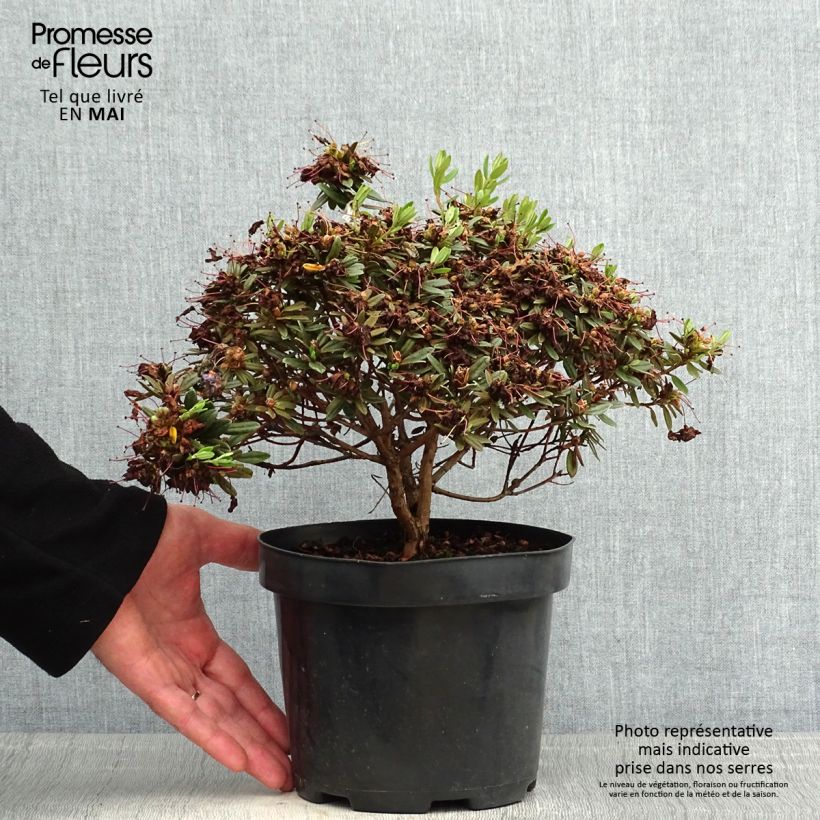 Spécimen de Rhododendron Gristede Pot de 2L/3L tel que livré au printemps