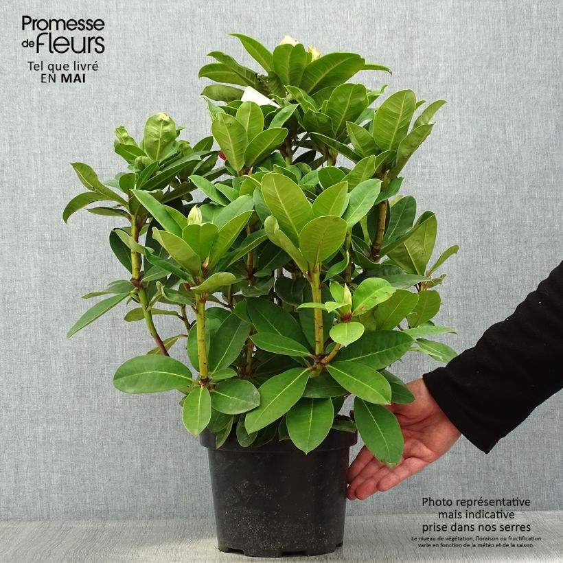 Spécimen de Rhododendron Halfdan Lem Pot de 4L/5L tel que livré au printemps