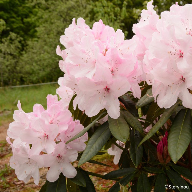 Rhododendron Halopeanum - Grand rhododendron (Floraison)