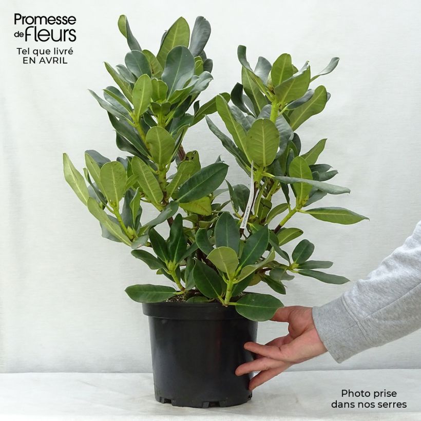 Example of Rhododendron Horizon Monarch - Grand Rhododendron Pot de 4L/5L as you get in printemps