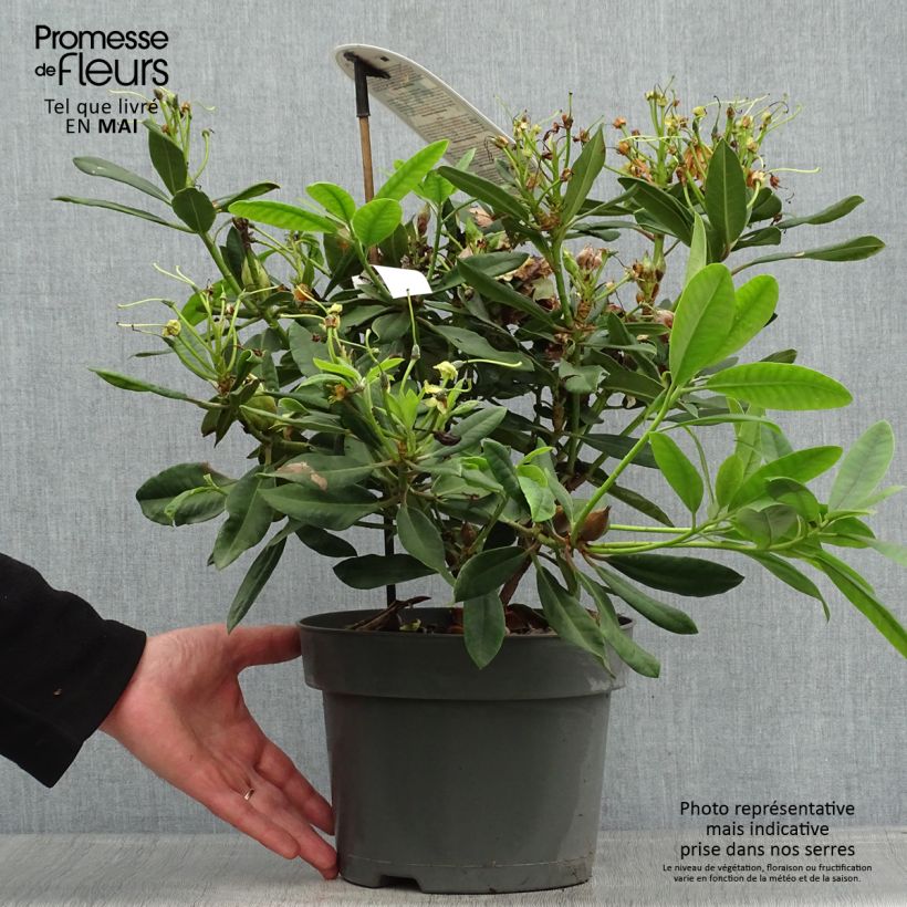 Spécimen de Rhododendron Inkarho Bernstein Pot de 4L/5L tel que livré au printemps