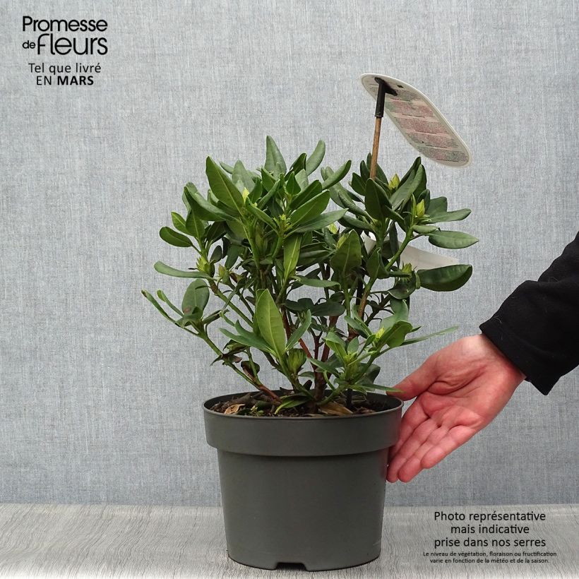 Example of Rhododendron Inkarho  Brasilia Pot de 4L/5L as you get in printemps