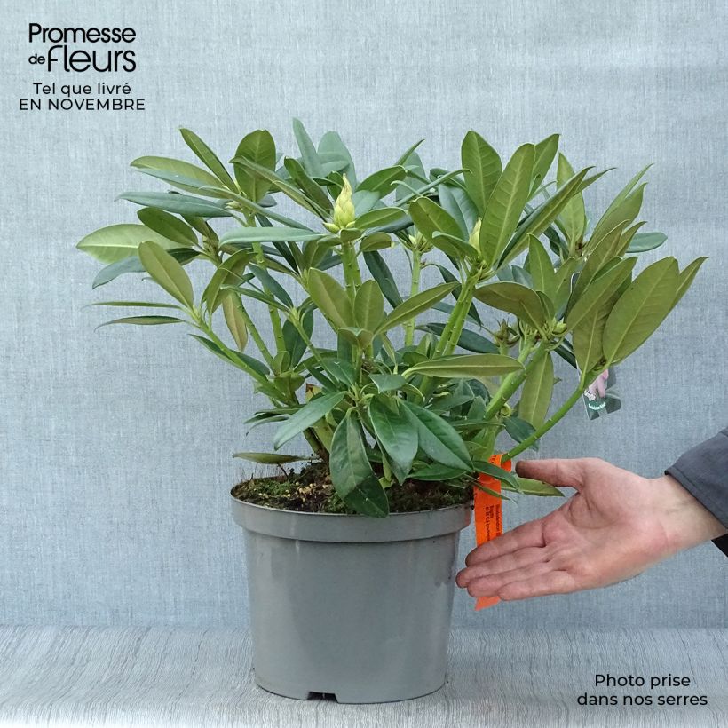 Spécimen de Rhododendron Inkarho Brigitte Pot de 4L/5L tel que livré en automne