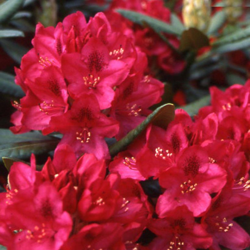 Rhododendron Inkarho  Nova Zembla (Flowering)