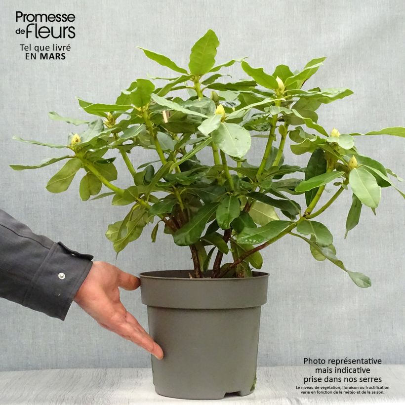 Example of Rhododendron Inkarho  Nova Zembla Pot de 4L/5L as you get in printemps