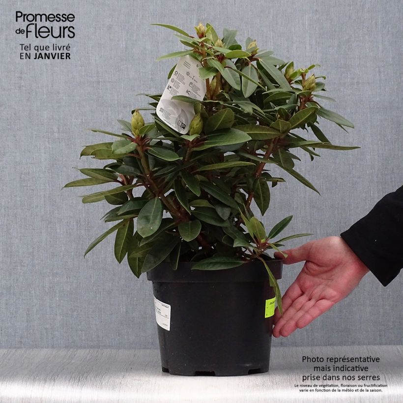 Spécimen de Rhododendron Kokardia Pot de 2L/3L tel que livré en hiver
