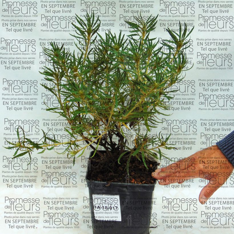Exemple de spécimen de Rhododendron Linearifolium - Rhododendron nain Pot de 2L/3L tel que livré