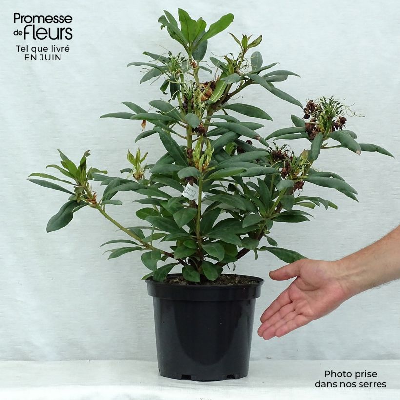 Spécimen de Rhododendron Marcel Ménard  Pot de 3L/4L tel que livré en été