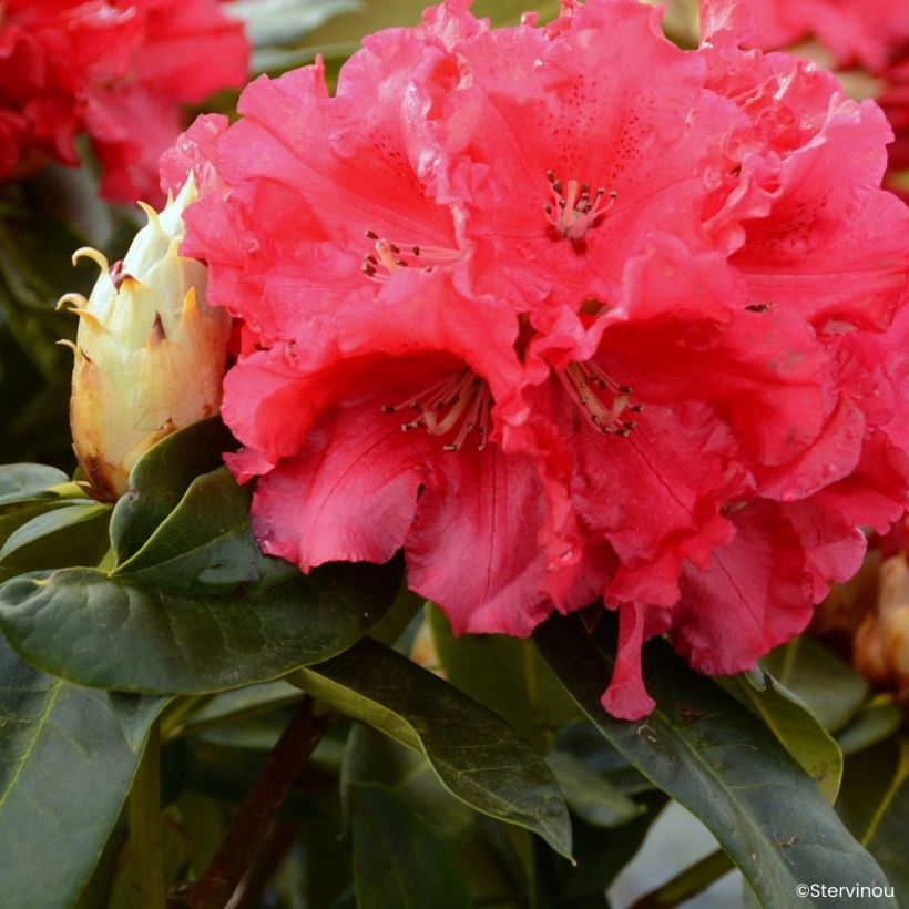 Rhododendron Markeeta's Prize - Grand rhododendron (Floraison)