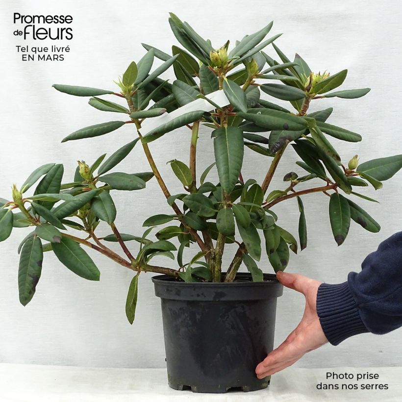 Spécimen de Rhododendron Melville - Grand Rhododendron Pot de 3L/4L tel que livré au printemps