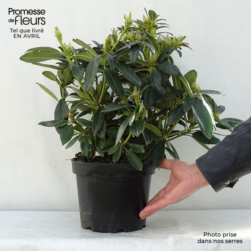 Example of Rhododendron Percy Wiseman - Rhododendron nain  Pot de 3L/4L as you get in printemps